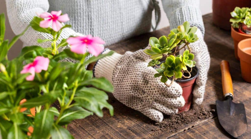 Imagem de uma pessoa manuseando uma muda e flor sobre uma bancada praticando os benefícios da jardinagem